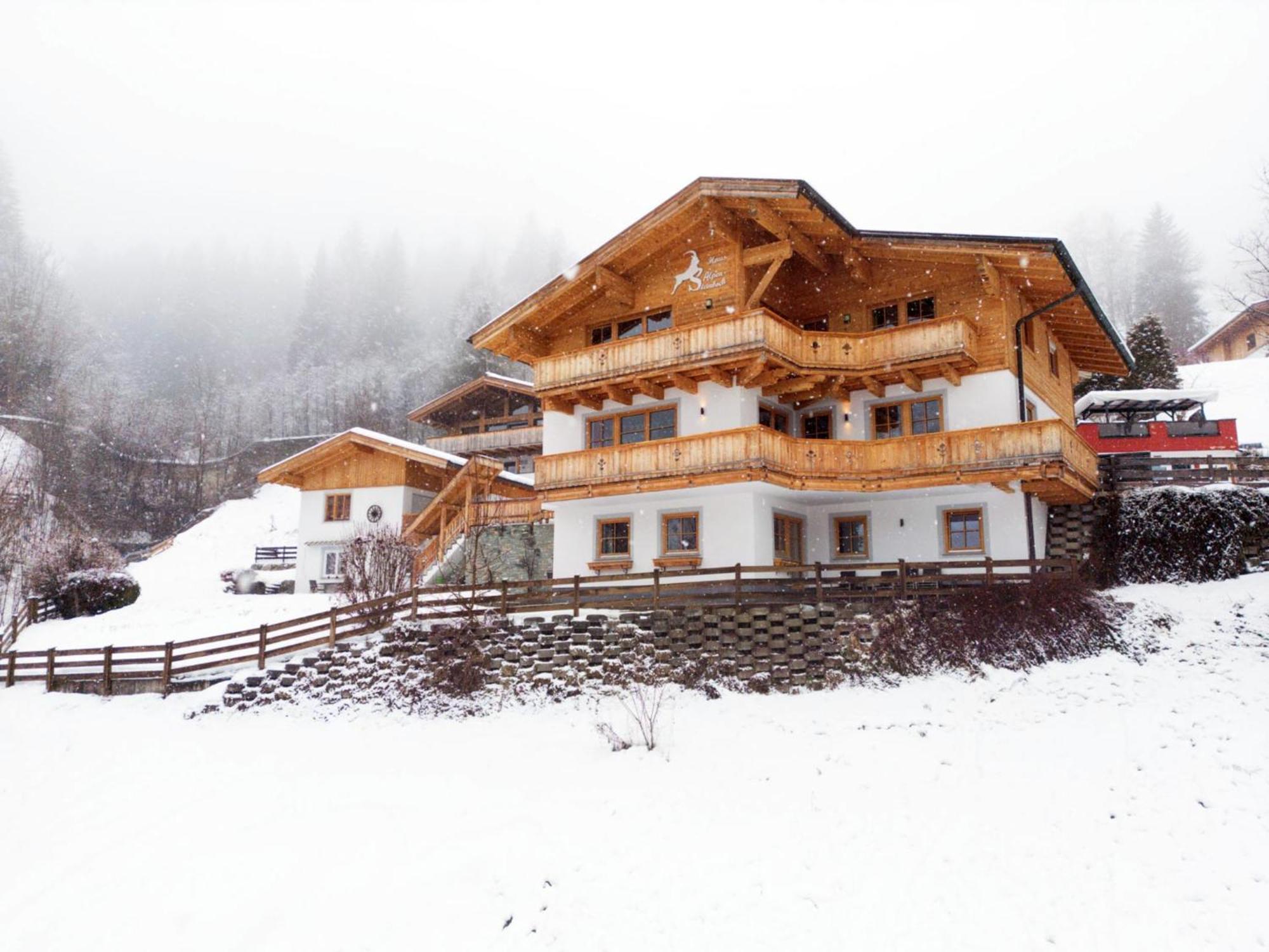 Alpensteinbock A Saalbach-Hinterglemm